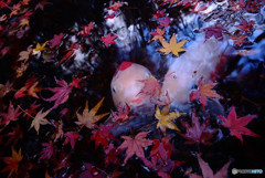 落葉に鯉して・・・