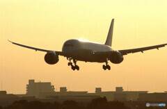 GOLDSTAGE ✈Boeing 787-8