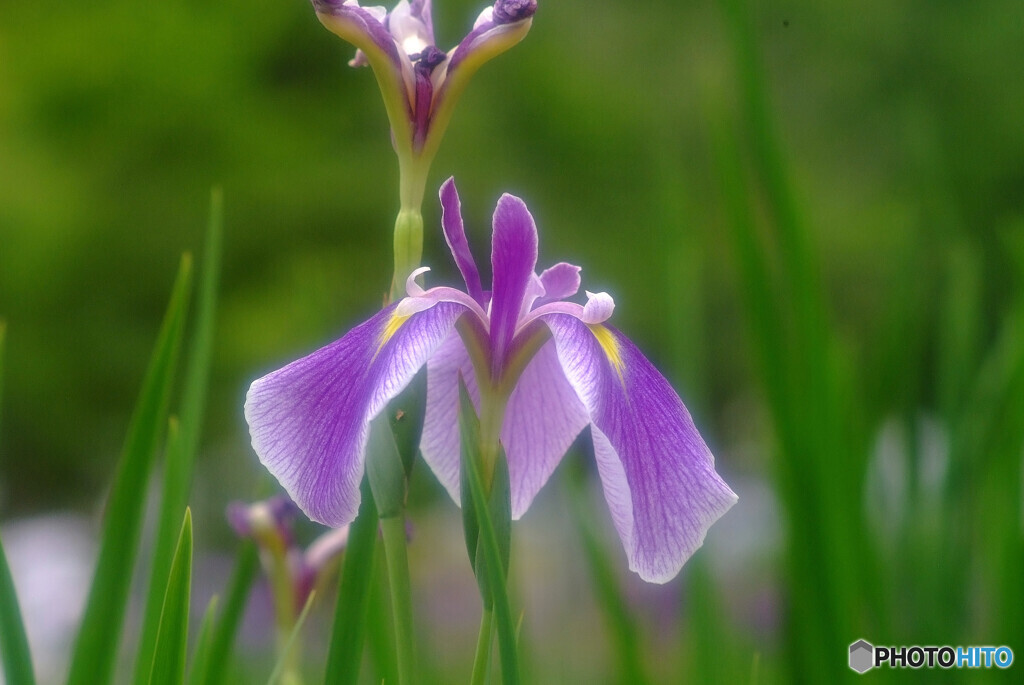 永遠に美しく❁水無月の朝