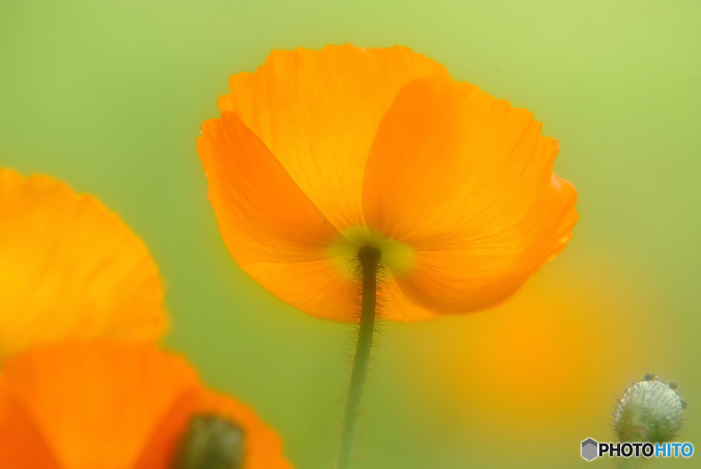 うたかたの夢・華