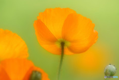 うたかたの夢・華