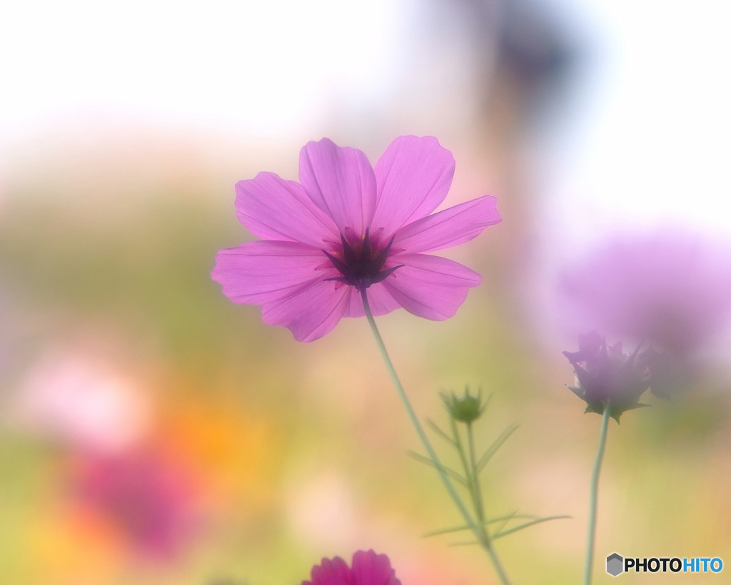 めぐりあい・華