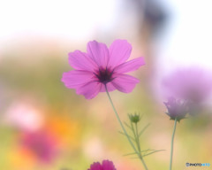 めぐりあい・華