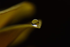 幸福の黄色い・雫（Ⅲ）