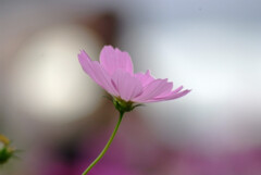 やすらぎの時✿COSMOS