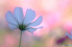 華やかに美しく✿秋桜