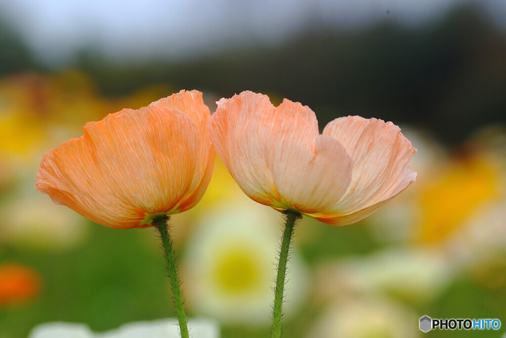 春風に吹かれて❁花の丘