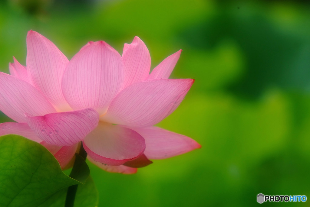 心静かに穏やかに・華