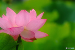 心静かに穏やかに・華