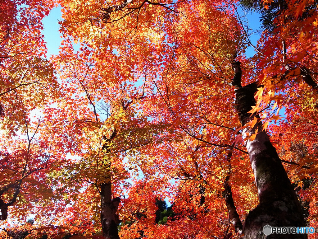 極月の花火✾紅葉