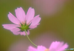 桃色吐息❁秋桜