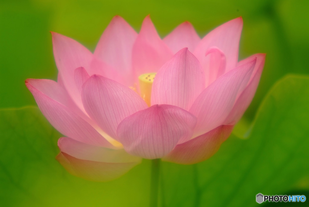 水月の奇跡・華