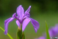 皐月・夢日記Ⅸ