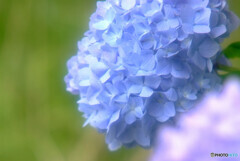 涼暮月の蒼✿2021