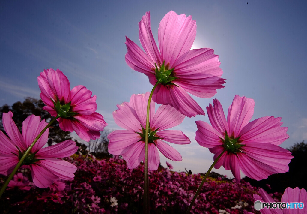 秋満喫✾夢ここち