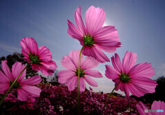 秋満喫✾夢ここち