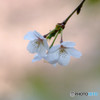ふたり静・桜