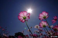 秋の三重奏✿華2021