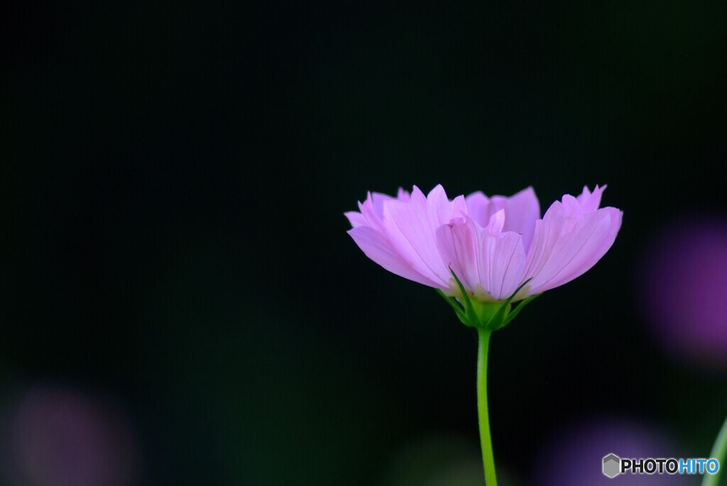 Natural Beauty✾秋2024