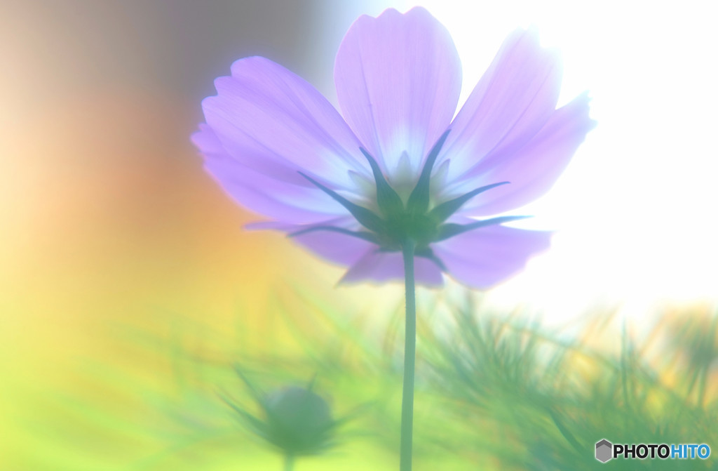 夢のつづき・秋桜
