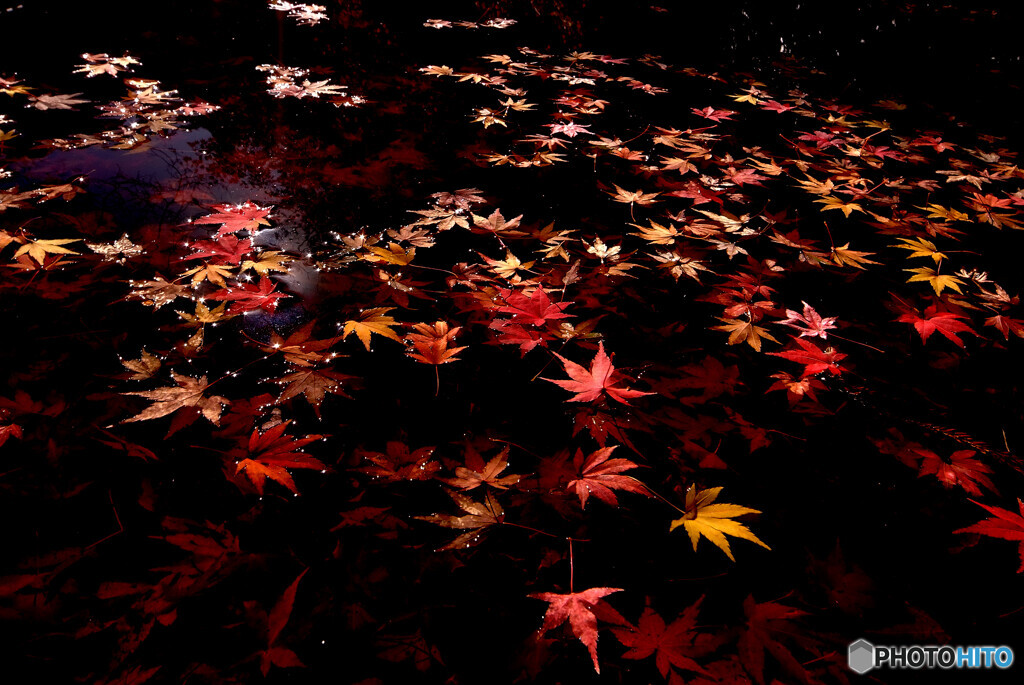 花葬✿光と影2022