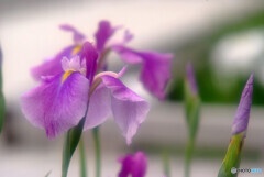 Japanese Beauty・色彩