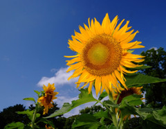 笑顔・2014夏