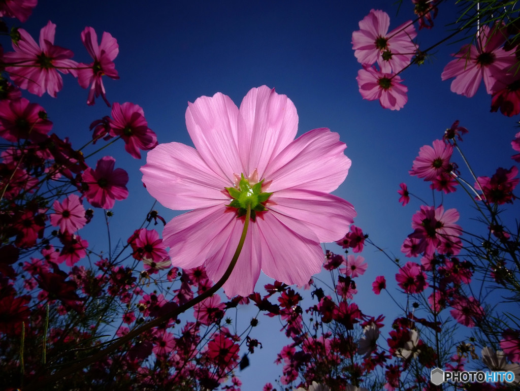 楽園・秋桜