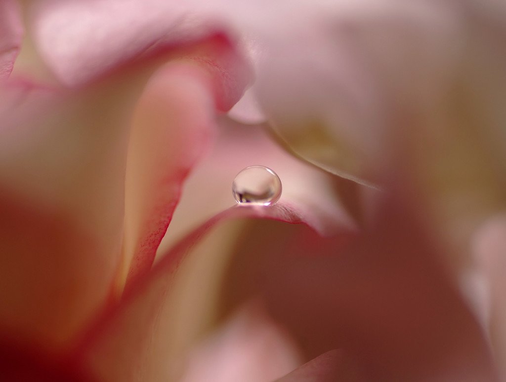 迷宮の花園・雫