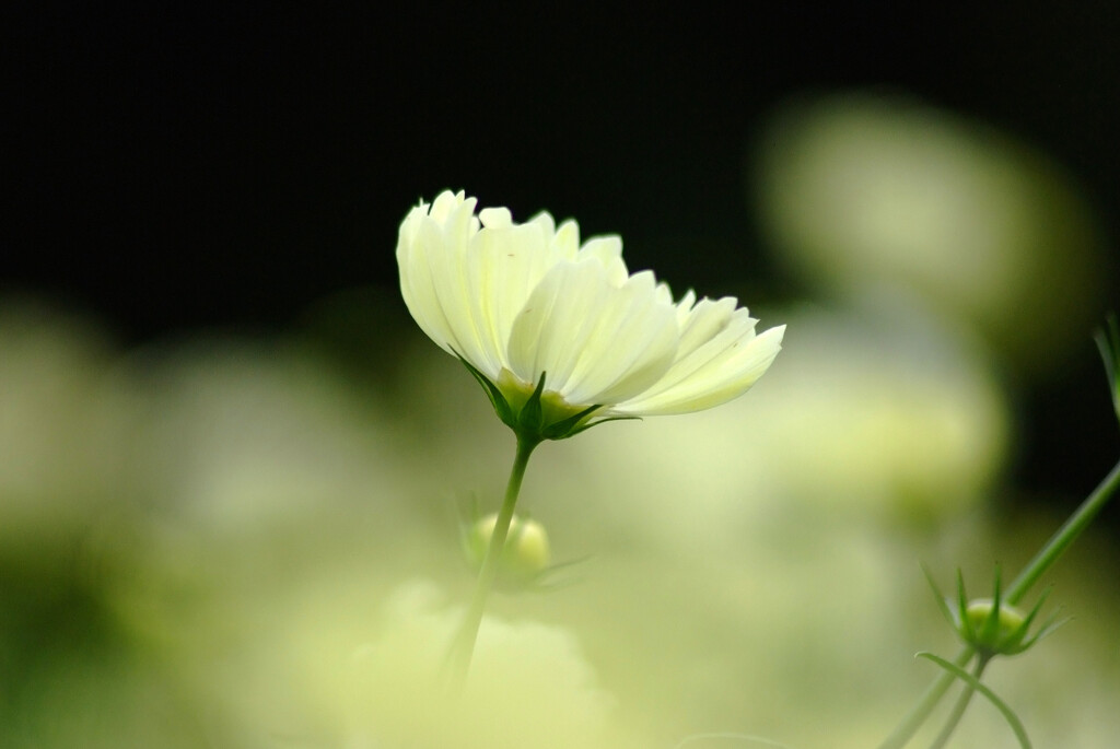 コスモス散歩✿癒やしの時間