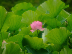 待ってますよ・蓮