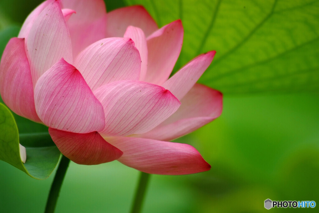我が人生✿蓮華物語Ⅷ