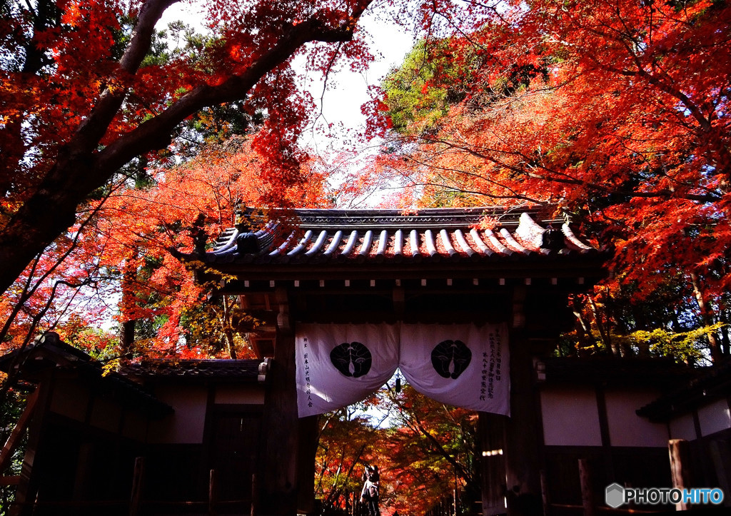 晩秋・京都へ