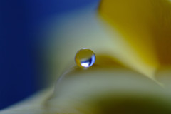 幸せの黄色い・雫（Ⅱ）