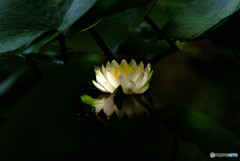 静寂の時・睡