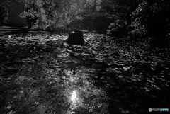 沈黙の紅葉・2016