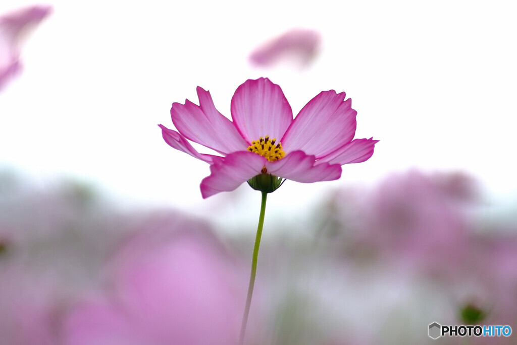 秋を唄えば❁こすもす2022