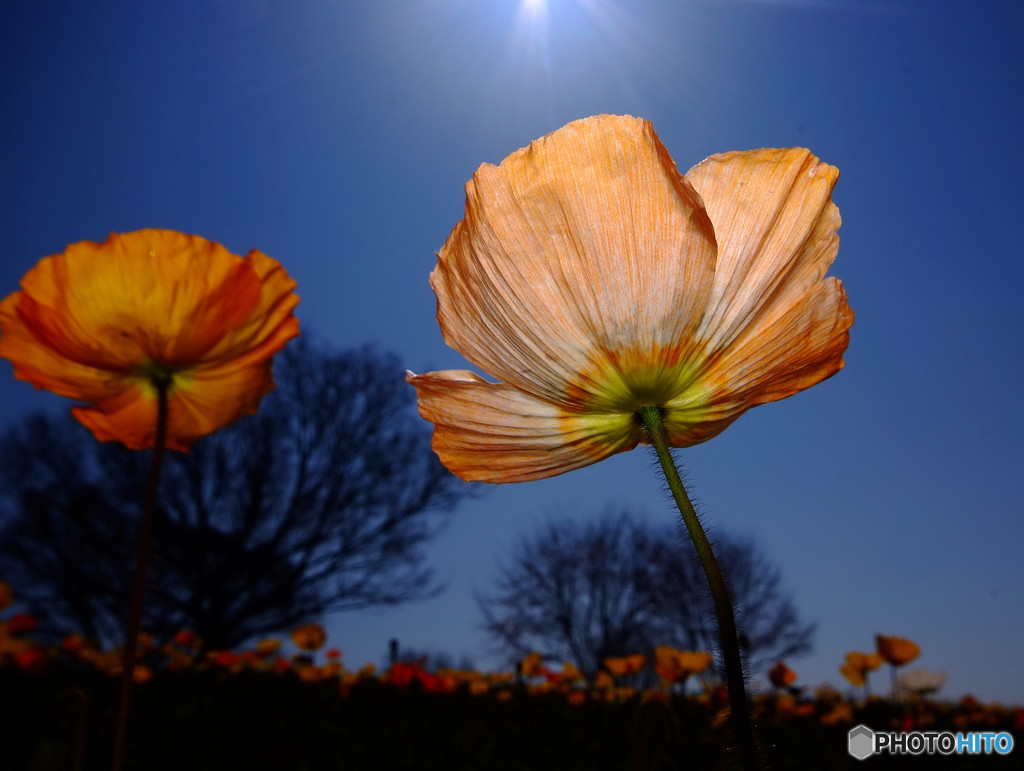 輝き・華