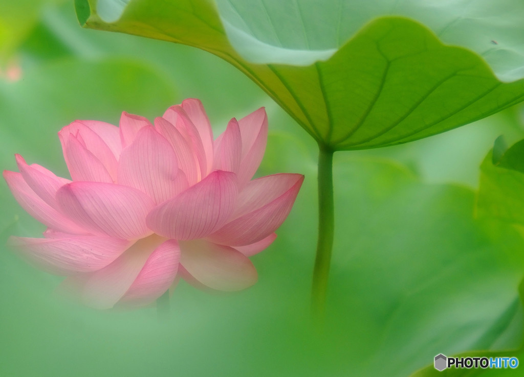 追憶・華