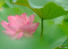追憶・華
