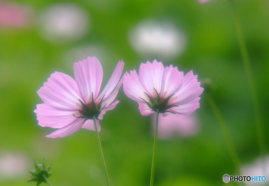 ふたりならきっと✿Cosmos 