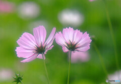 ふたりならきっと✿Cosmos 
