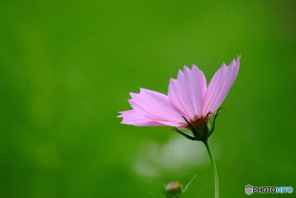 神無月の華✿こすもす