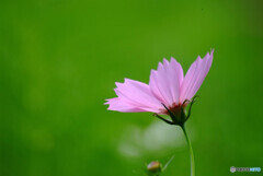 神無月の華✿こすもす