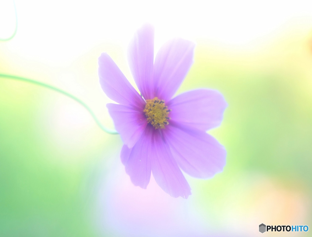 やさしい時間・秋桜