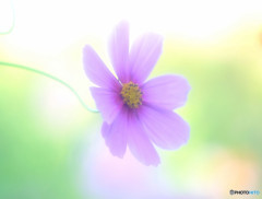 やさしい時間・秋桜