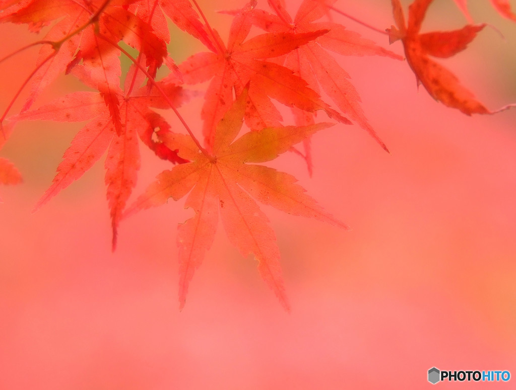 真紅の紅葉・2015