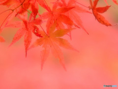 真紅の紅葉・2015