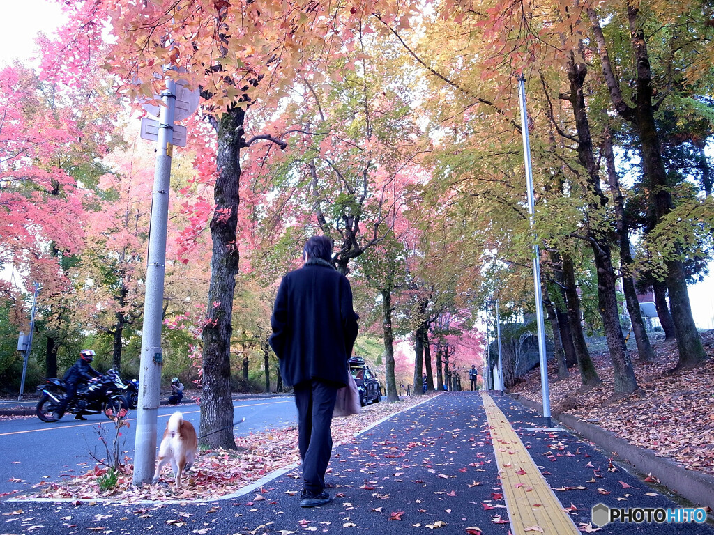 男の哀愁✿紅葉2021