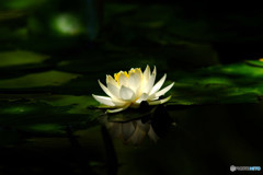 皐月の宴